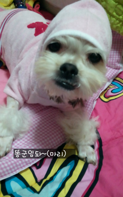 꿀잠 이미지