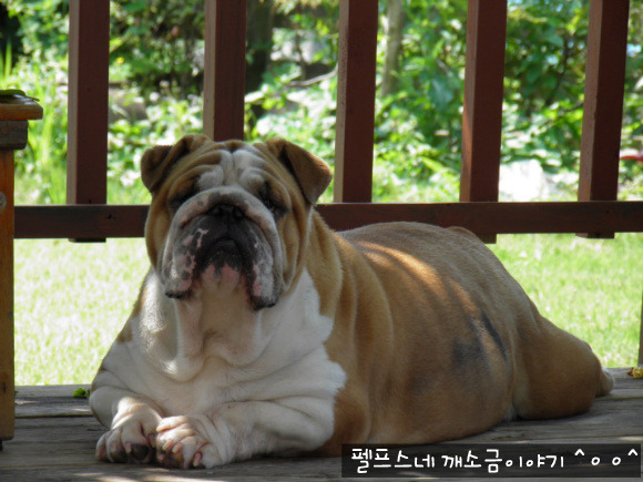 도스카 이미지
