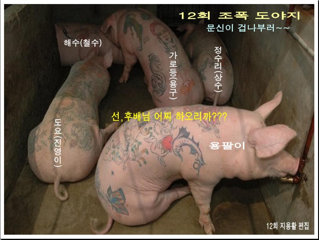 도야지 이미지