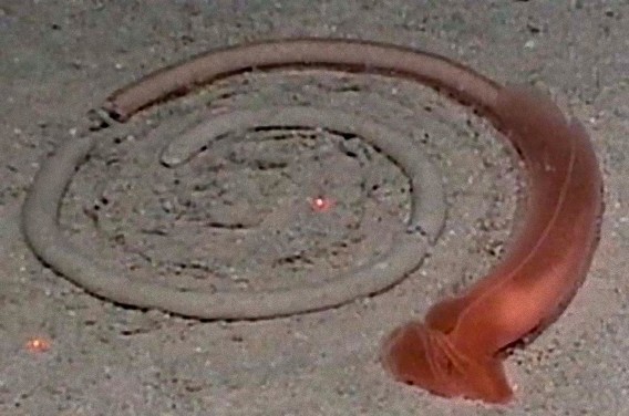 해저의 미스테리 | 인스티즈