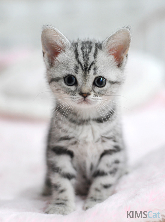 고냥이 10종 | 인스티즈