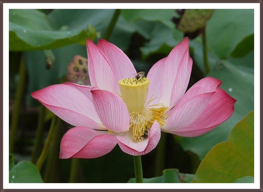 연꽃마을 건넌들 이미지