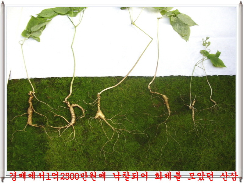 천오 이미지