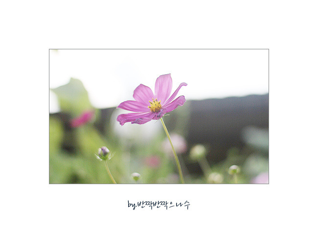 꽃의나라 이미지