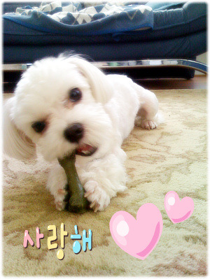코사우리마트 이미지