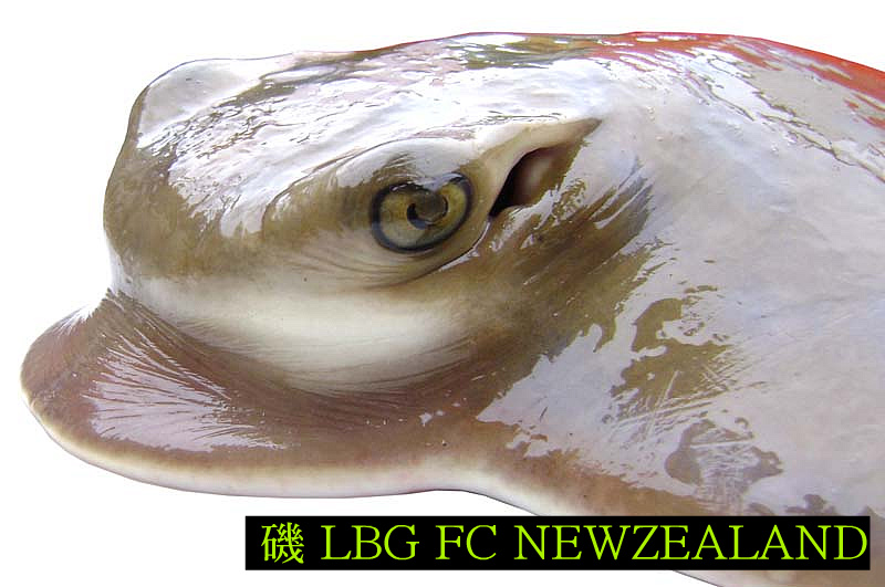 157847504D4EB704346A66