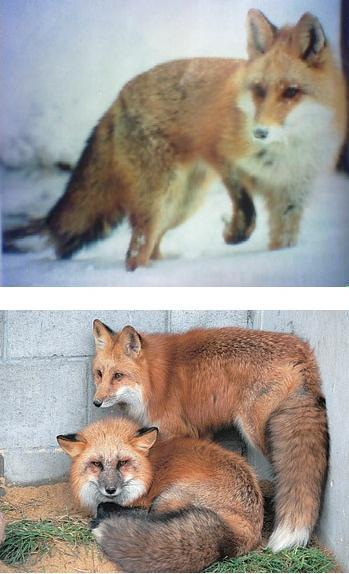 일본이 멸종 시킨 우리나라 동물들 | 인스티즈