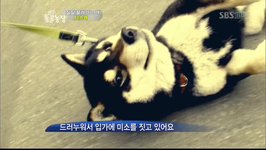 [동물농장] 목줄로 질질 끌려다니는 개.JPG | 인스티즈