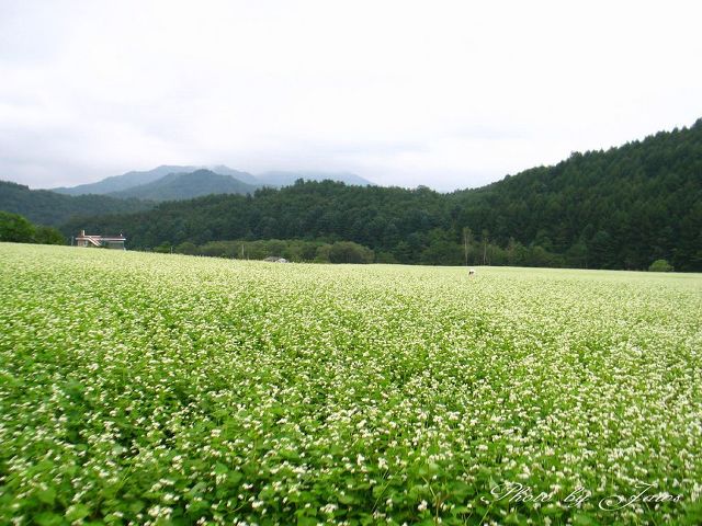메밀꽃필무렵 이미지