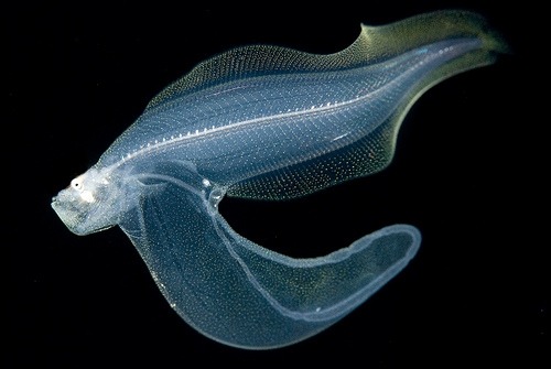  신기한 바닷속 심해어와 심해생물들 | 인스티즈