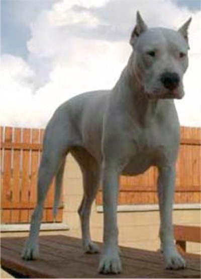 도고(DOGO) 이미지