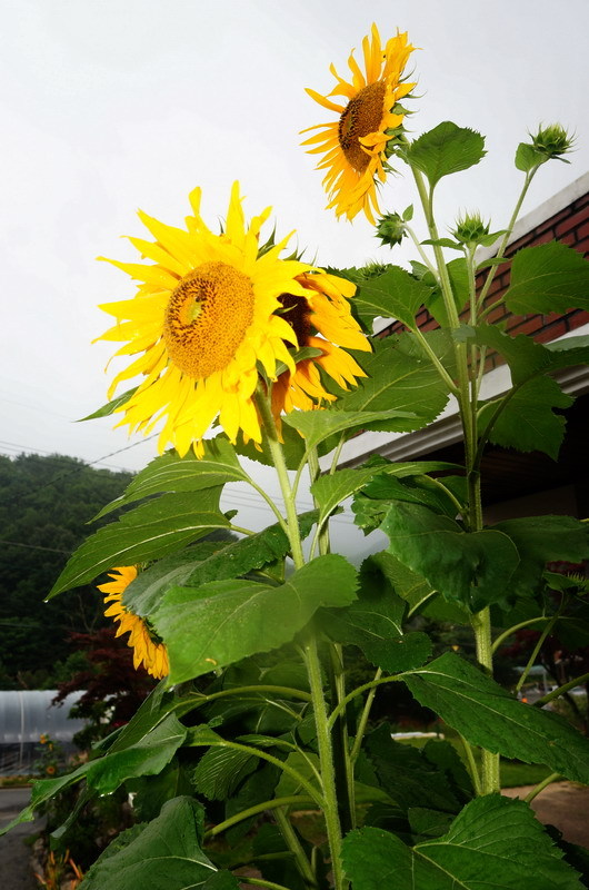 별무리 이미지