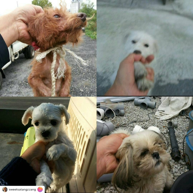 개선이 시급하고 사태가 심각한 시보호소의 모습 | 인스티즈