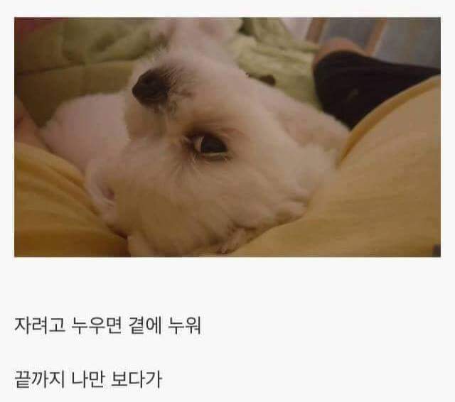 강아지를 키우면 생기는일.jpg | 인스티즈