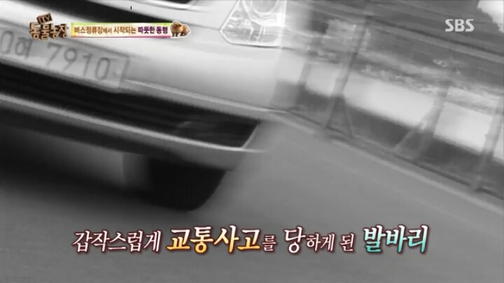 [동물농장] 할머니와 발바리의 따뜻한 우정 | 인스티즈