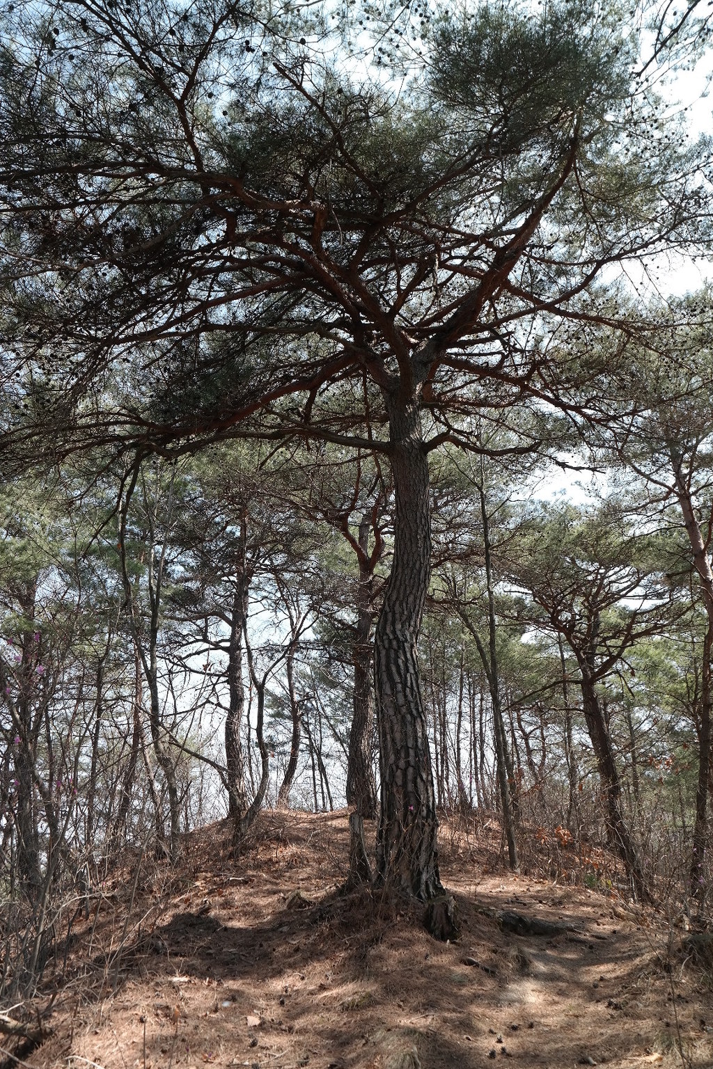 비봉산주유소 이미지