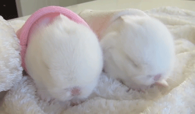 토끼. gif | 인스티즈