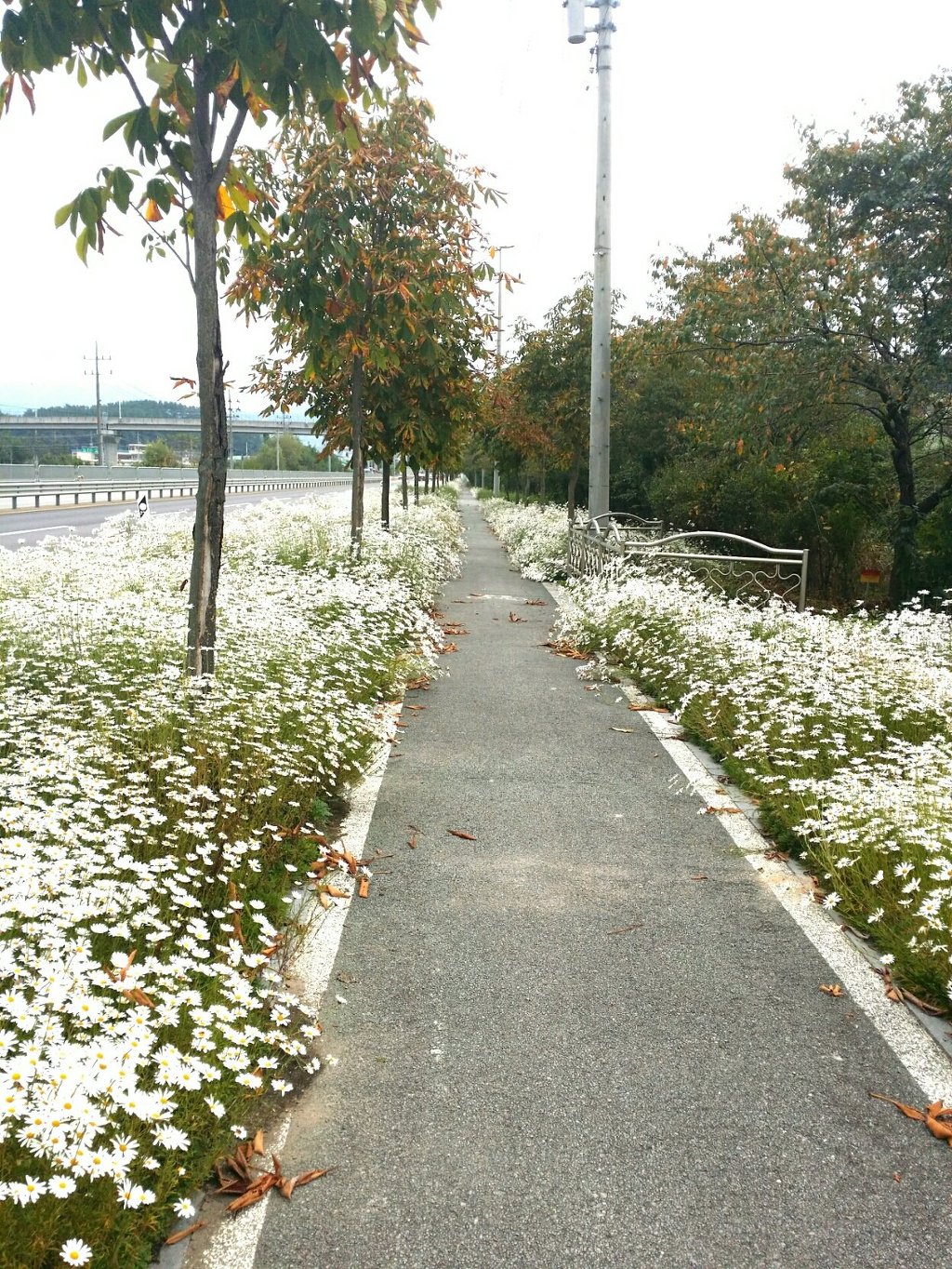 마로니 이미지