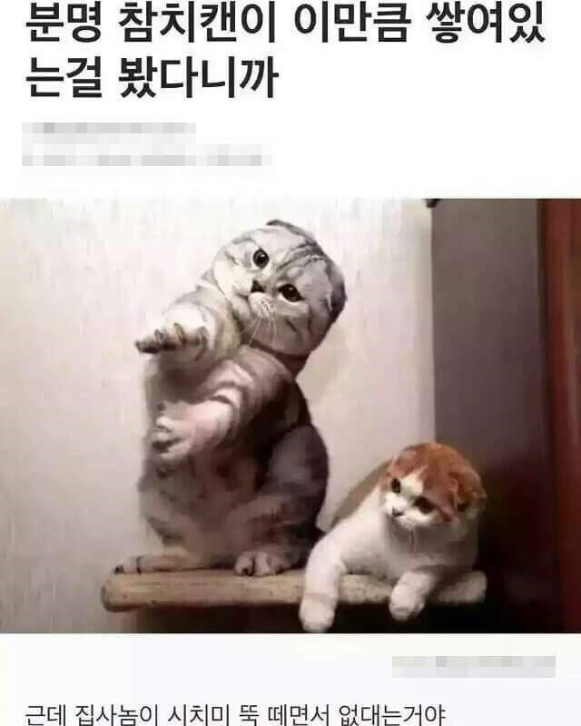 냐옹이의 의구심 | 인스티즈