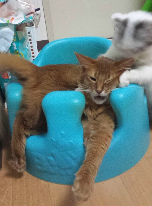 [고양이] 아기의자에 앉은 고양이.jpg | 인스티즈