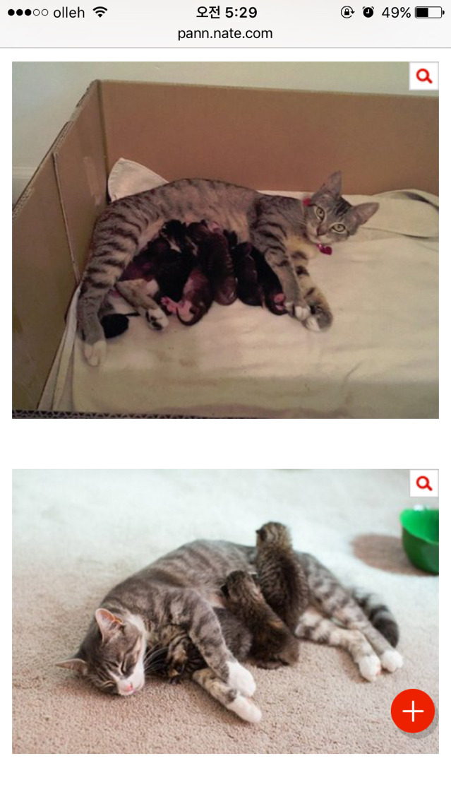 엄빠가 된 게 뿌듯한 고양이들 | 인스티즈