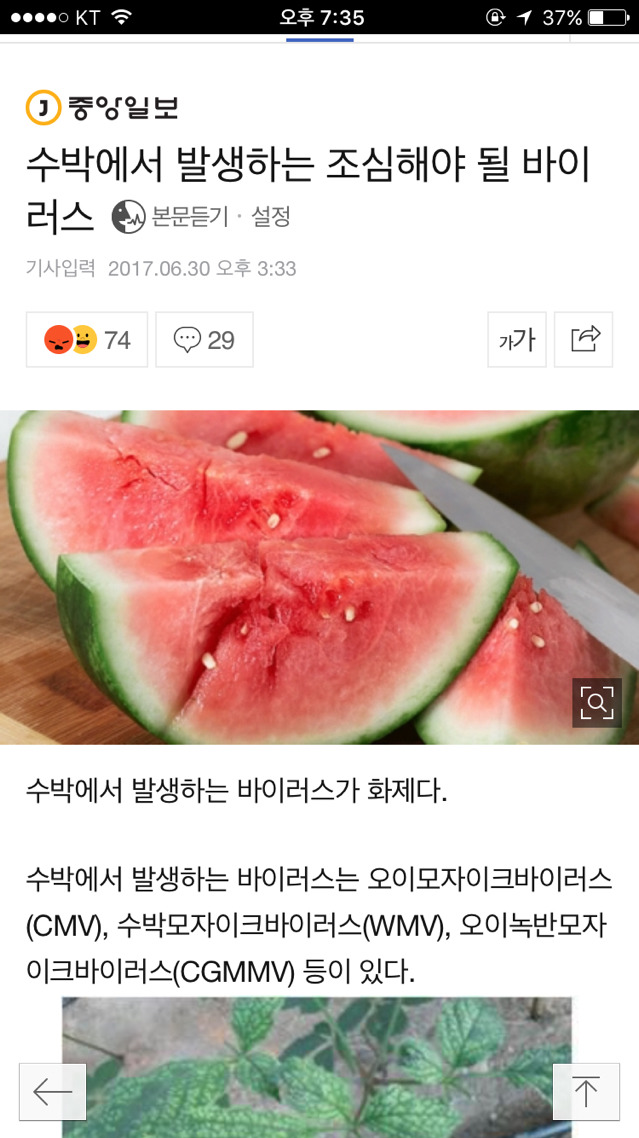 수박에서 발생하는 조심해야 될 바이러스 (모자이크병) | 인스티즈