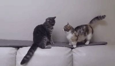 고양이 가족 | 인스티즈