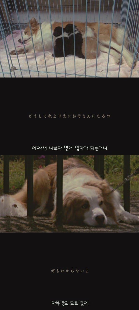 강아지의 삶 | 인스티즈