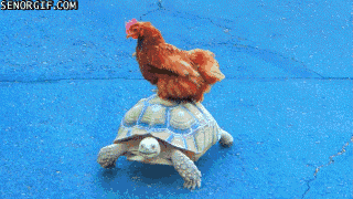 잘 어울리는 동물친구들 | 인스티즈