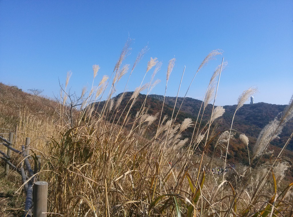 억세 군락지 이미지