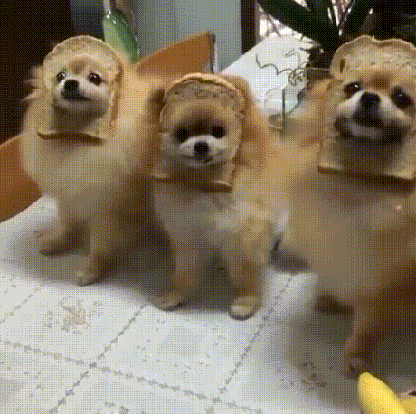 강아지 gif | 인스티즈