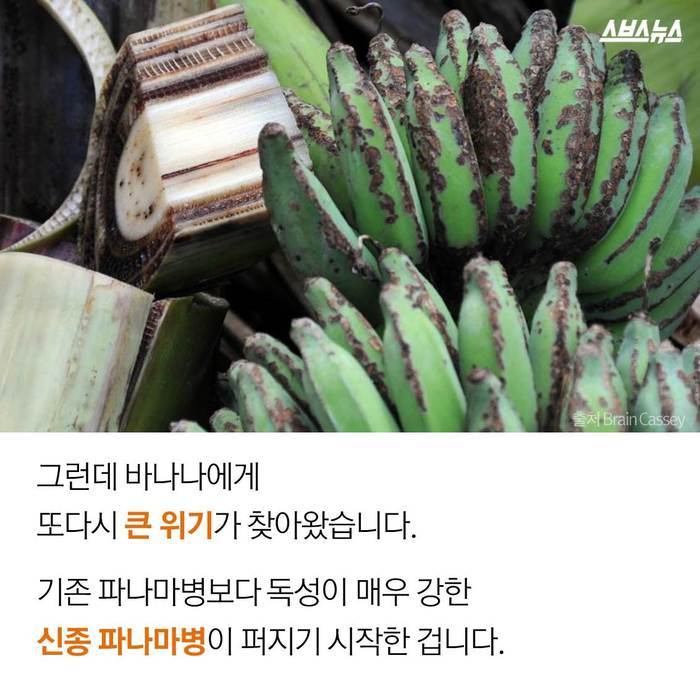  바나나 괴담의 진실 | 인스티즈