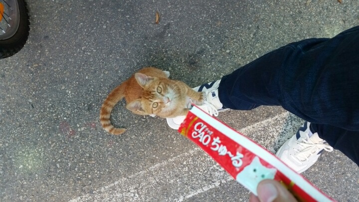 길고양이 테이밍성공 | 인스티즈