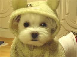 심쿵사 할 준비가 된 자만 들어오라(feat.강아지) | 인스티즈