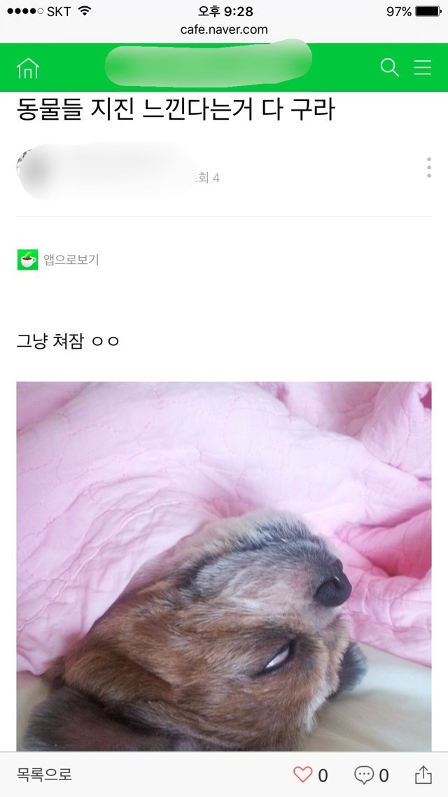 동물 지진느낀다는거 다 구라 | 인스티즈