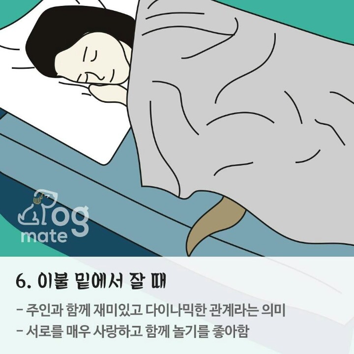 반려동물과 잠자는 위치로 본 반려동물과 나의 관계 | 인스티즈