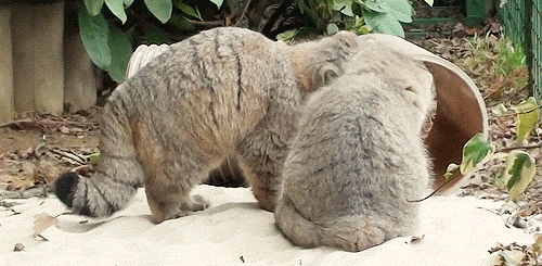  못생겼지만 귀여워! 티벳의 귀요미 마눌(Manul)고양이! | 인스티즈