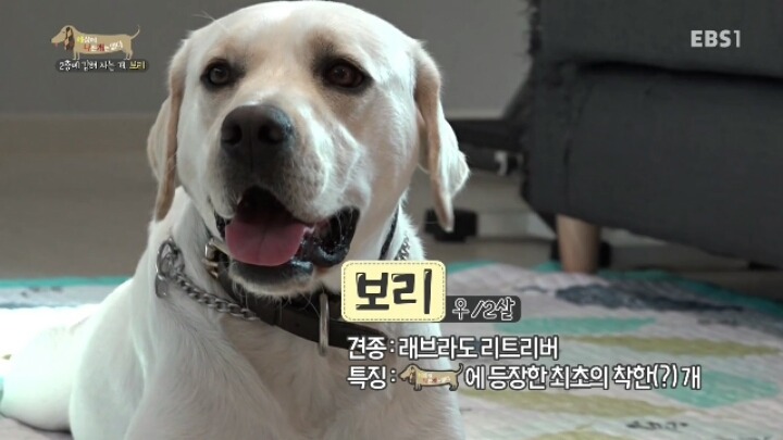 겁 많은 대형견 보리 | 인스티즈