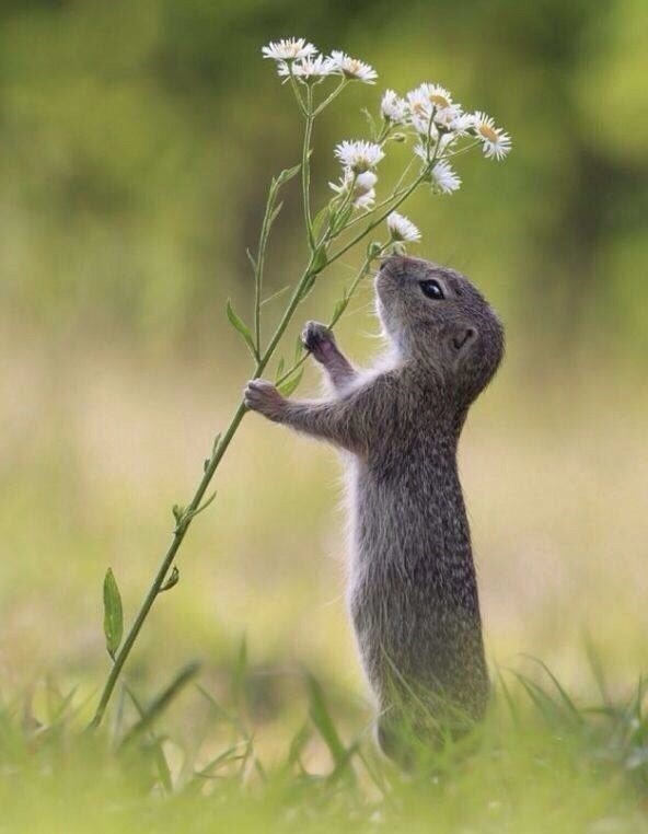 다람쥐의 귀여움에 대한 고찰.jpg | 인스티즈