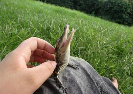 야생동물의 새끼들 | 인스티즈