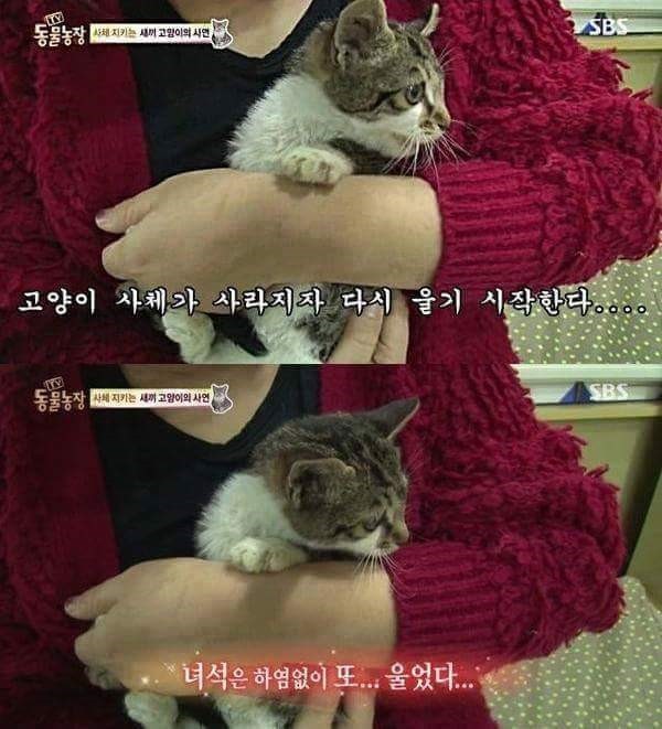 아빠 고양이를 보내는 아기 고양이 (눈물주의) | 인스티즈