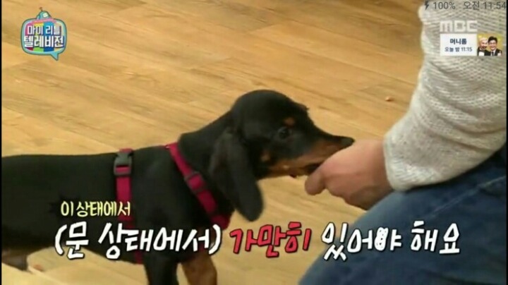 [마리텔] 강형욱 훈련사도 포기한 강아지 도비 | 인스티즈