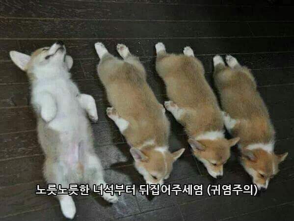 웰시코기 굽기.JPG | 인스티즈