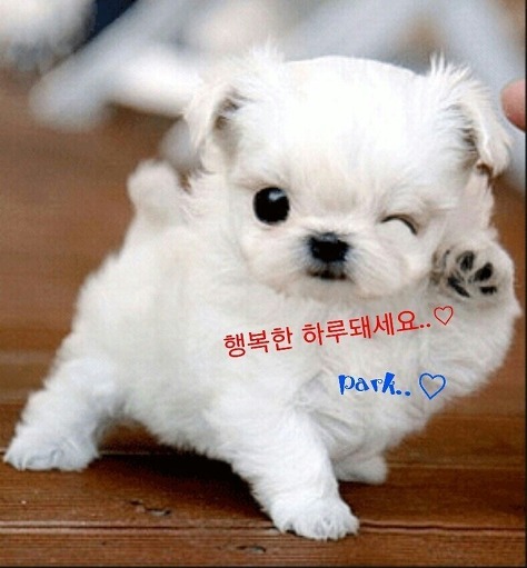 요로코롬 이미지
