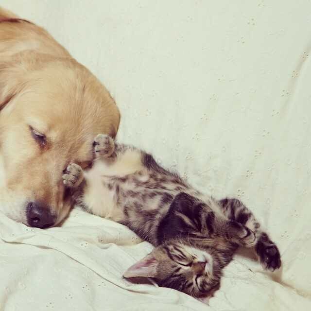 강아지와 고양이.jpg | 인스티즈