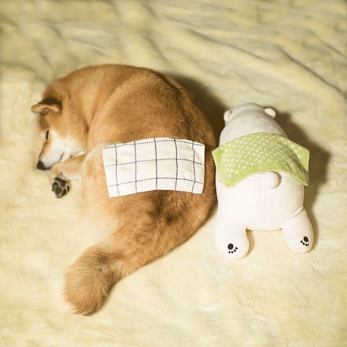 좋아하는 인형이랑 똑같이 자는 시바견.jpg | 인스티즈