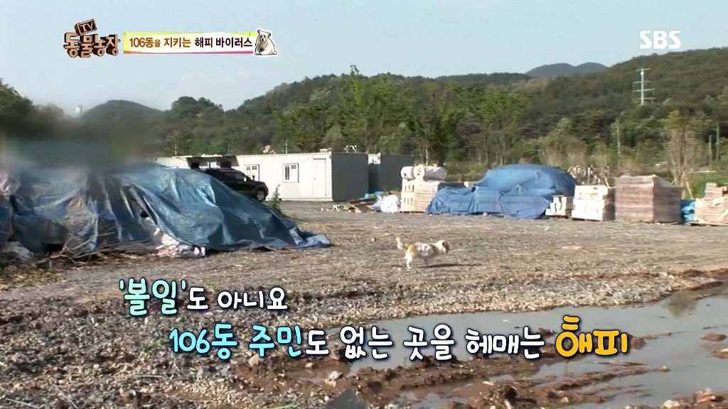 [동물농장] 106동 주민들이 키우는 강아지 | 인스티즈
