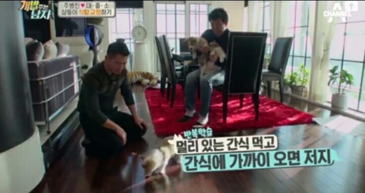 [개밥주는남자] 웰시코기 삼둥이 대중소 식탐고치기 (feat.갓형욱) | 인스티즈