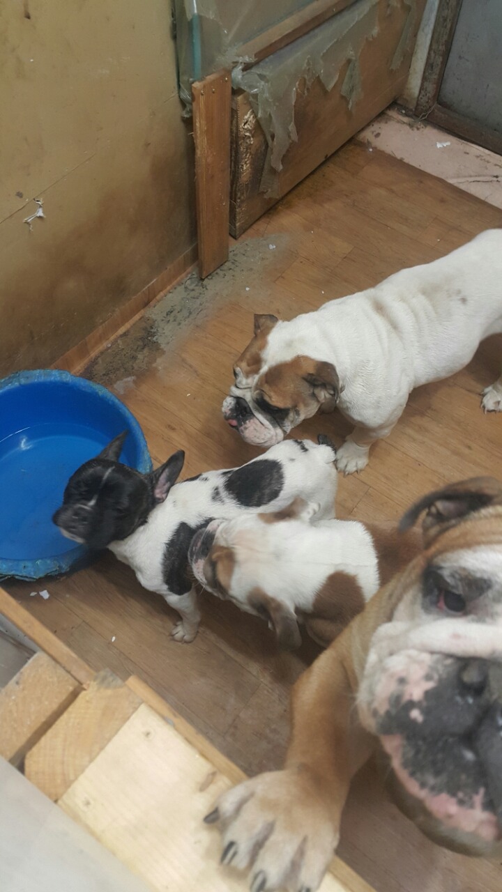 복댕이네 이미지