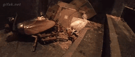 독특한 강아지 코스프레.gif | 인스티즈